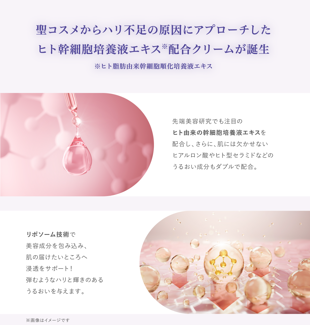 聖コスメからハリ不足の原因にアプローチしたヒト幹細胞培養液エキス配合クリームが誕生
